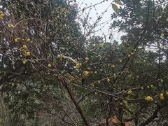 -香雪海