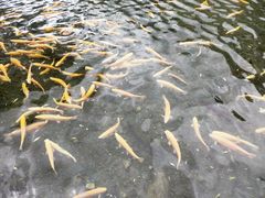 -玉水寨丽江源餐厅