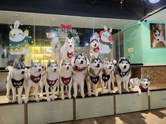 -Husky Go! 哈士奇体验馆·宠物咖啡厅狗咖