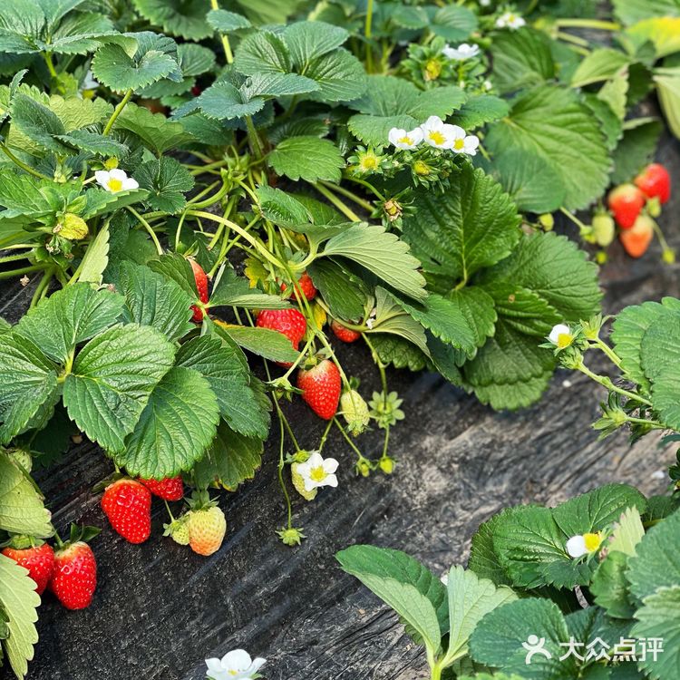 草莓🍓草莓🍓 你想我莓