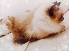 -创凡宠物医院·骨专科  猫科中心(西乡分院)