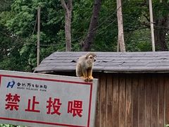 -合肥野生动物园
