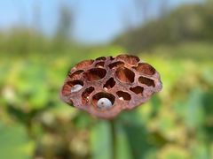 -野鸭湖国家湿地公园