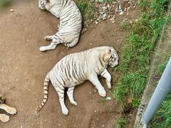 -西霞口神雕山野生动物世界