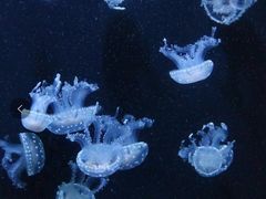 -成都浩海立方海洋公园