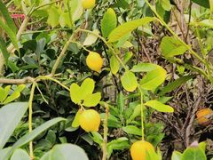 -桂林市花鸟市场