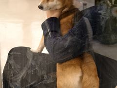 -共舞时光猫咖·狗咖(新街口店)