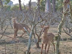 -不觉晓CAMPING(上海迪士尼营地店)