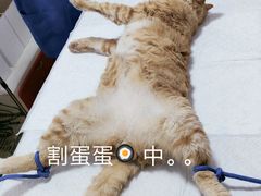-灵美宠物诊所