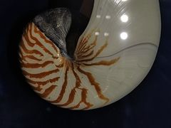 -青岛贝壳博物馆