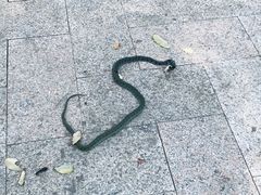 -武清南湖绿博园