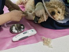 -北京观赏动物医院·24小时大型综合·猫专科·异宠专科