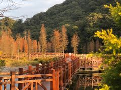 -广州市石门国家森林公园
