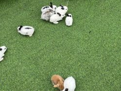 -萌宠亲子动物乐园(槐房万达店)