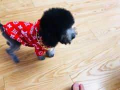 -悠尼宠物·独立低压伊珊娜洗护·美容·寄养(兰谷路店)