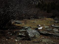 -稻城亚丁风景区-电瓶观光车售票处