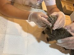 -宠爱国际动物医院·消化内科·心肾内科·ISFM猫友好(望京店)