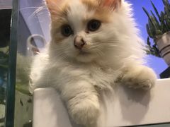 -平行世界·猫咖(首经贸店)