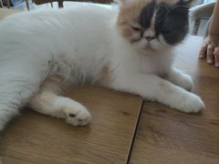-平行世界·猫咖(首经贸店)