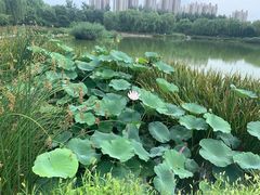 -燕郊植物园