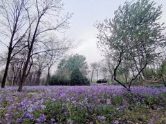 -东坝千亩湖公园