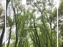 -柳浪闻莺公园