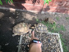 -清迈夜间动物园