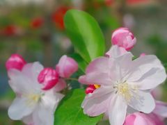 -海棠花溪(元大都城垣遗址公园)