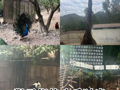 -泉州海丝野生动物世界