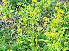 -上海佘山国家森林公园天马山园