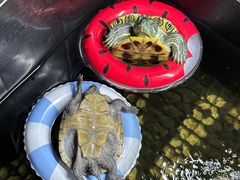 -帕帕拉兹宠物(亚洲旗舰店)