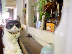 -海边的猫和咖啡馆