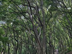 -苏州上方山国家森林公园