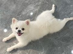 -芭比堂动物医院·CT·微创中心(新顺分院)