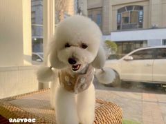 -BABYDOG宝贝狗宠物乐园(欧洲城店)