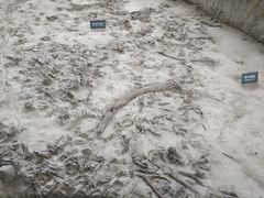 -金沙遗址博物馆