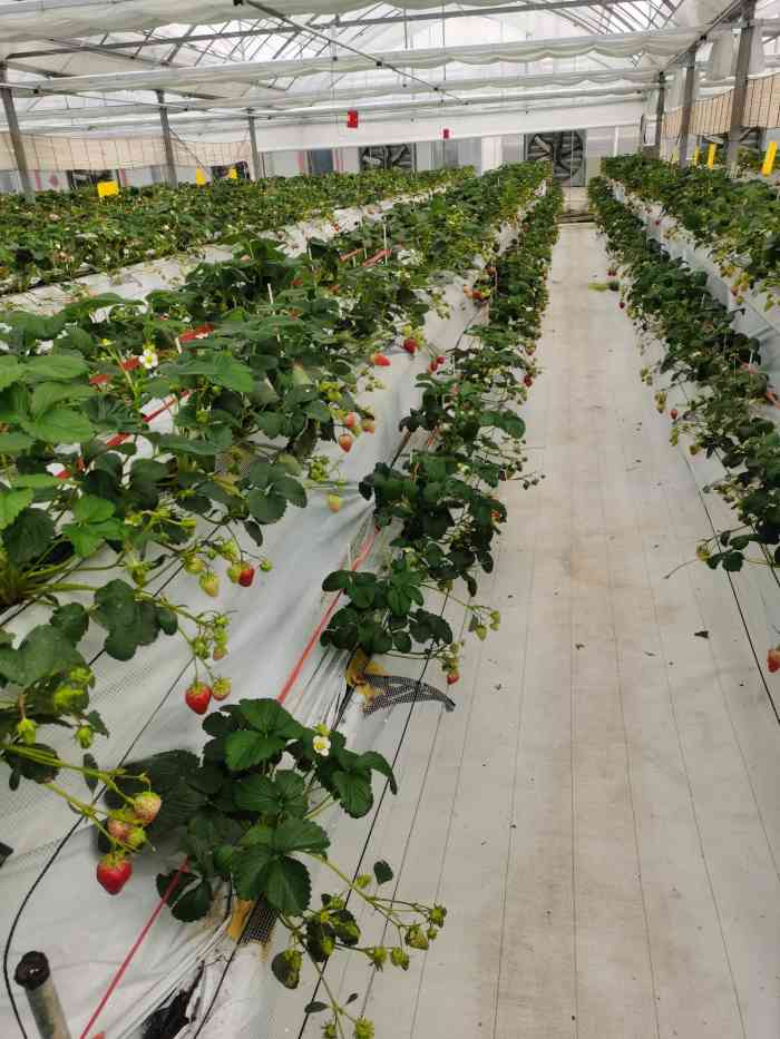 傅家边老朱精品草莓园-"驱车跟着导航过去的.嗯比较好停车;适合.