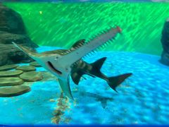 -上海海洋水族馆