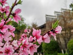 -八大山人梅湖景区