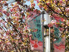 -高东镇樱花园