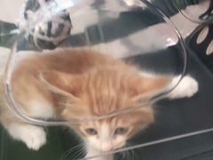 -瑞派动物医院·绝育·犬猫全科·预防医学(光景江南中店)