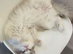 -飞行喵MR PILOT|猫舍·猫咖(静安大融城店)