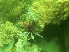 -亚龙湾海底世界