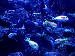 -成都浩海立方海洋公园