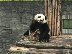 -都江堰中华大熊猫苑