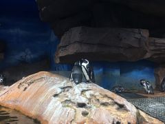 -海合安武汉极地海洋公园