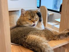 -有喵·猫咖·狗咖·30几只猫10只小狗(岗厦店)