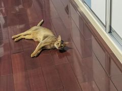 -伟伟宠物医院·CT影像中心·瑞派犬猫综合性门诊(汉口总院)