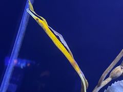 -上海海洋水族馆