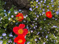 -上海共青森林公园